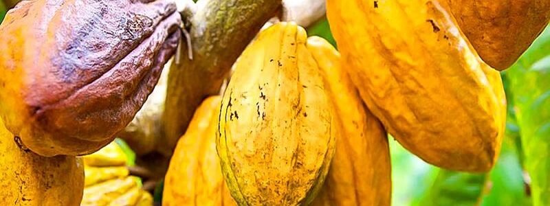 Cacao : la Côte d’Ivoire baisse les prix aux producteurs