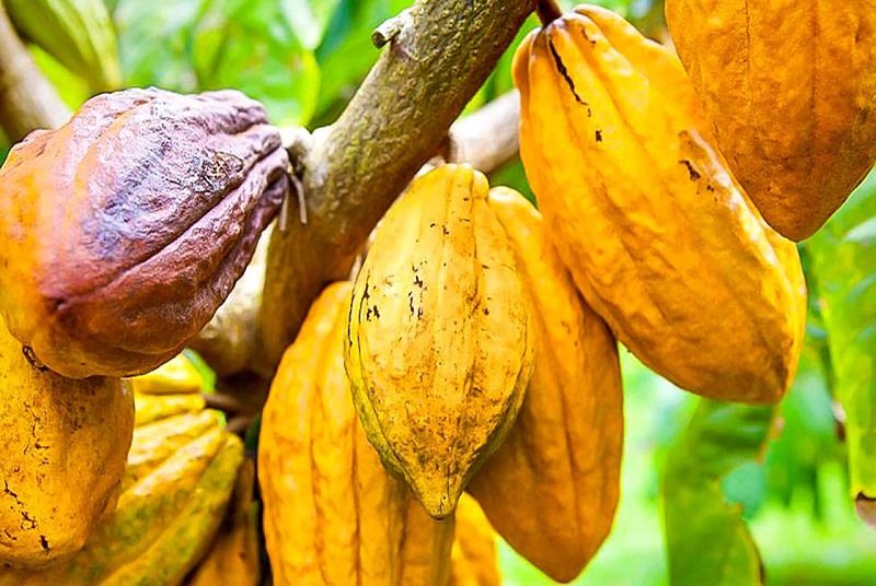 Lire la suite à propos de l’article Cacao : la Côte d’Ivoire baisse les prix aux producteurs