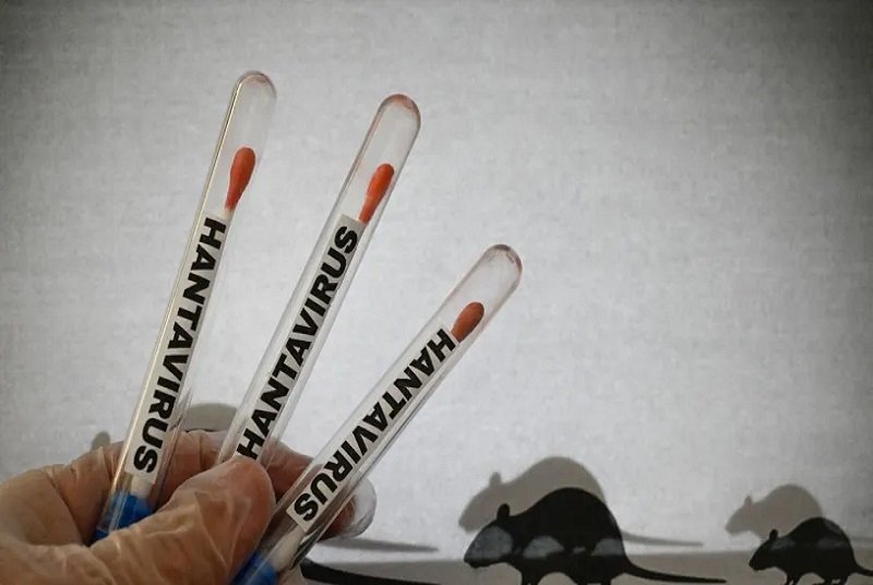 Lire la suite à propos de l’article Hantavirus : l’OMS se veut rassurante